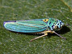 Blue-green Sharpshooter